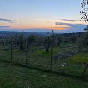 Sei Cipressi Impruneta